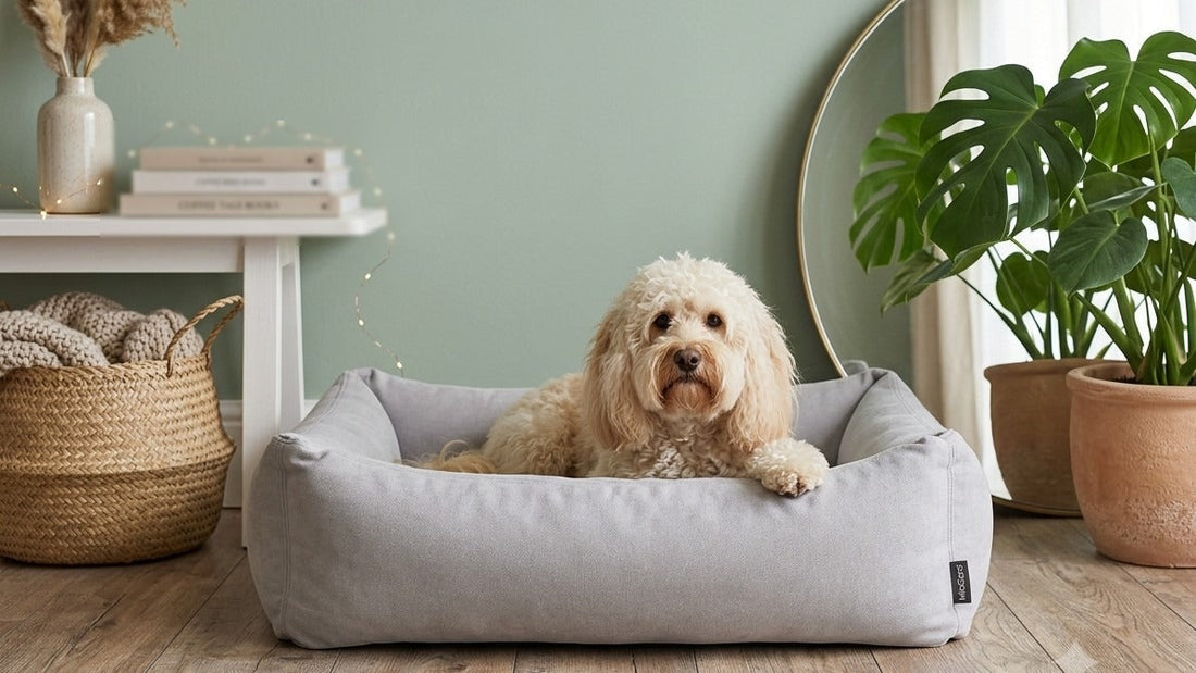 Bailey the Cavapoo resting in a MiaCara bolster dog bed