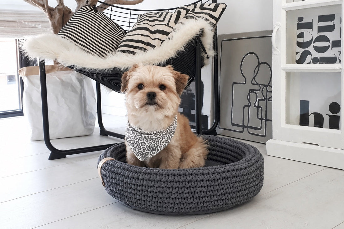Best Dog Beds for Small Dogs: A Practical Guide