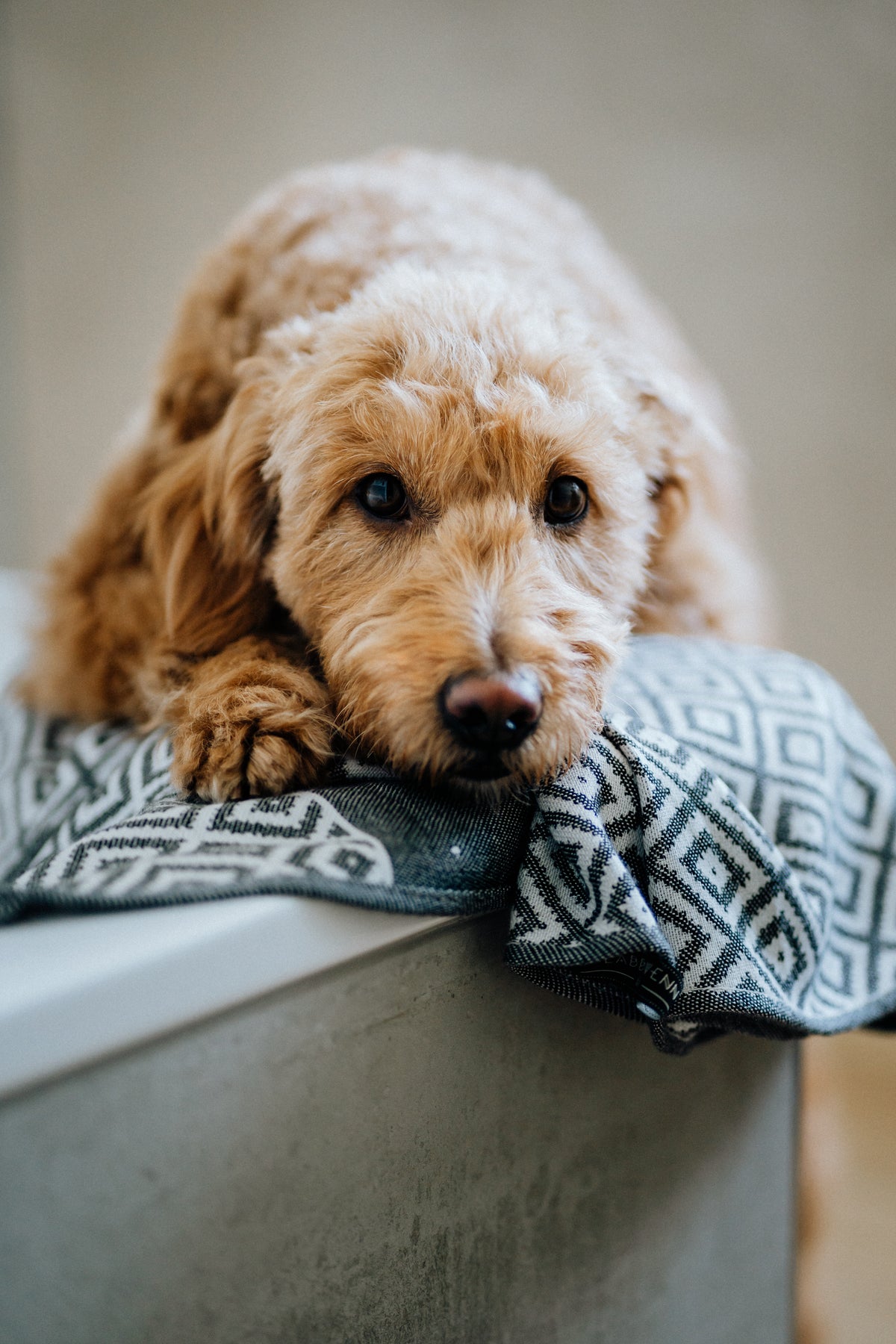 Linaa Dog Towel