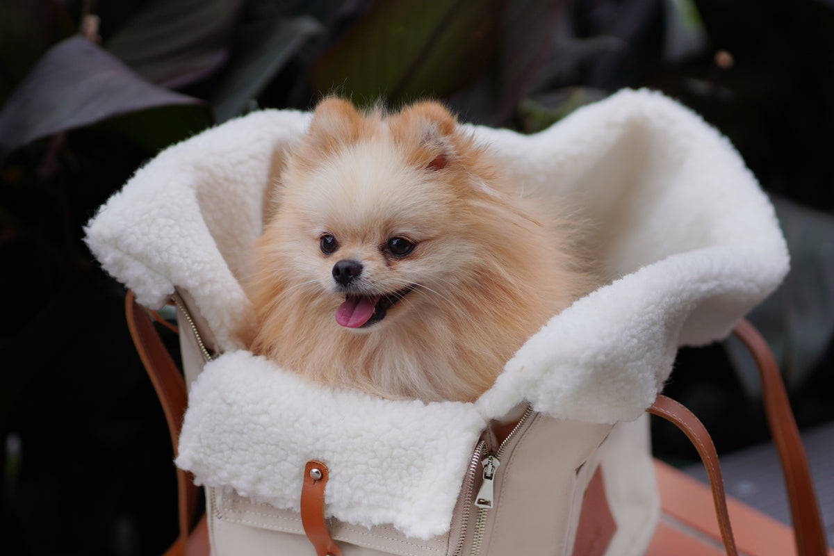 Liiva Canvas Dog Carrier & Personal Bag
