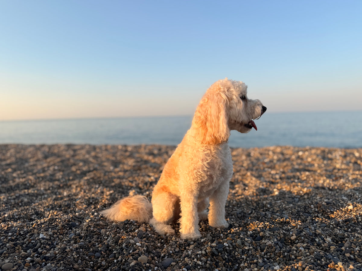 Bailey, a cream Cavapoo sitting on a pebble beach on the Wicklow coast.