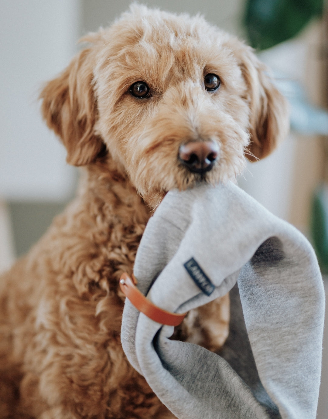 Inko Dog Neck Warmer