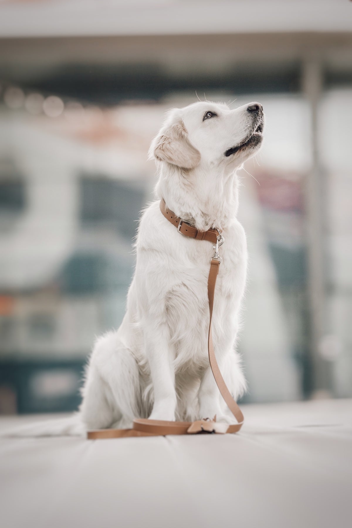 Kollu Leather Dog Collar
