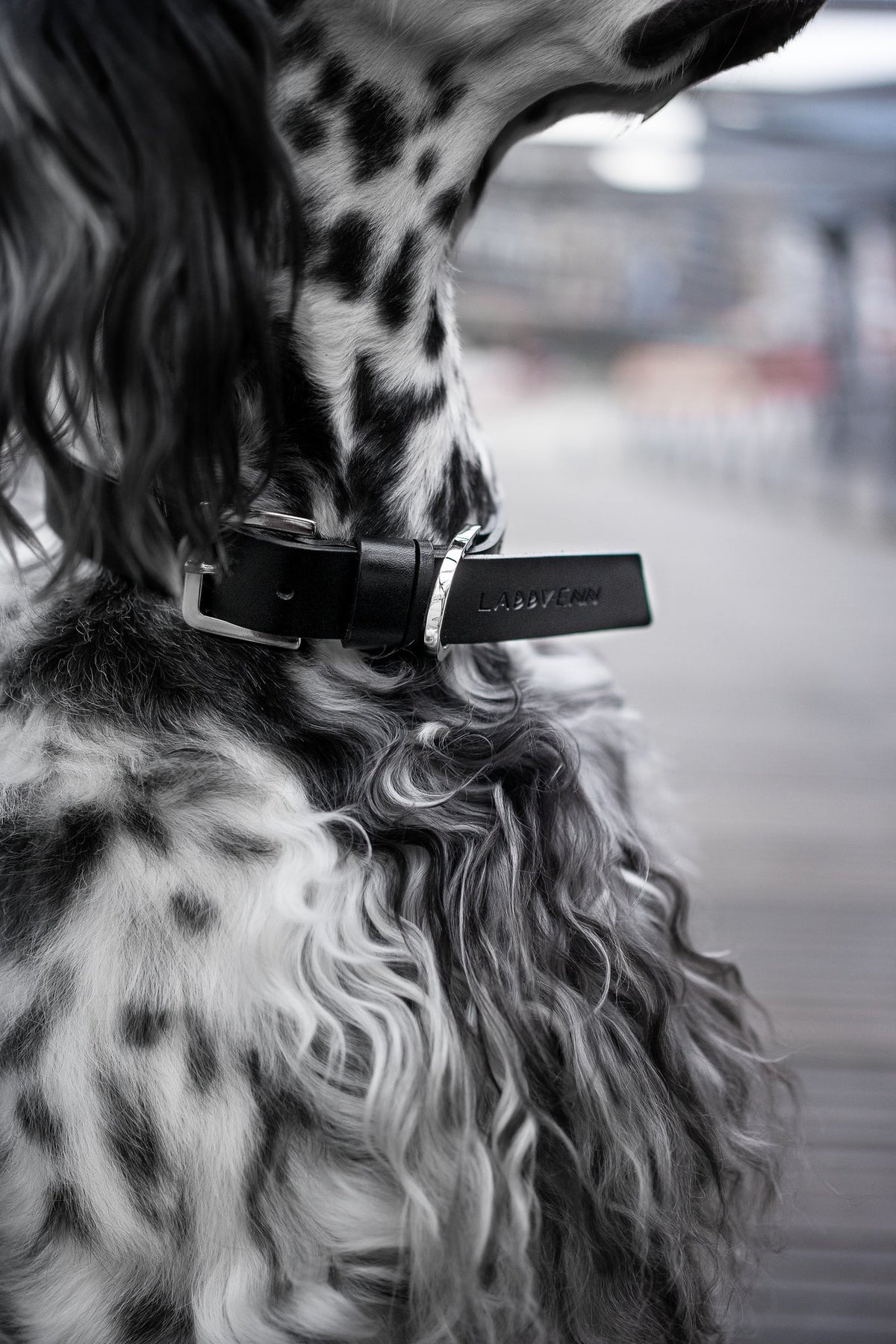 Kollu Leather Dog Collar