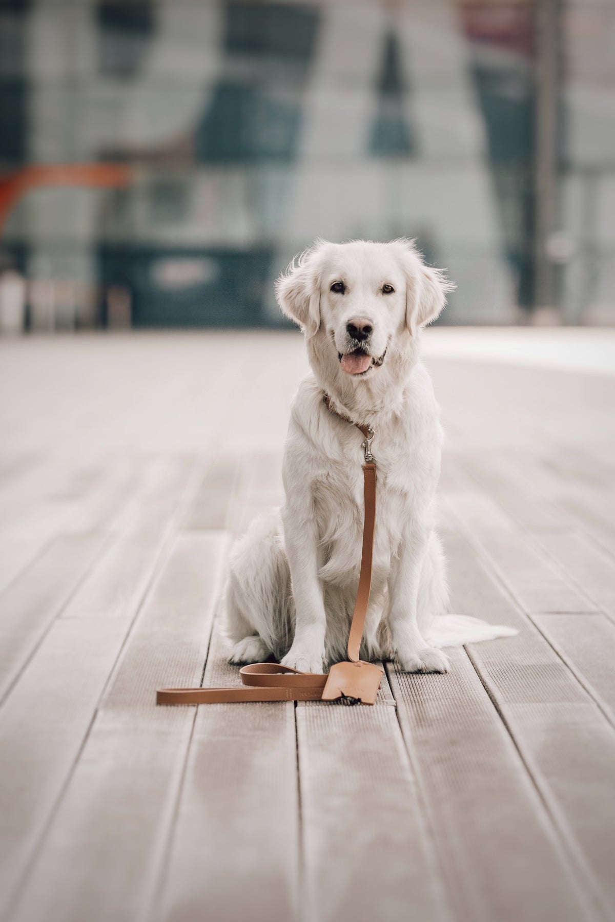 Lussa Leather Dog Leash