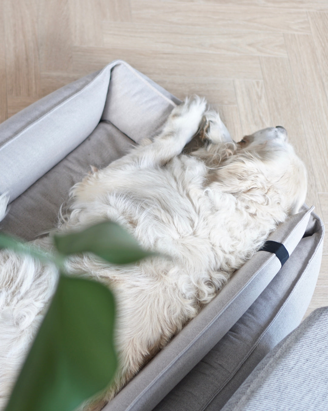 Orteo Orthopaedic Dog Bed