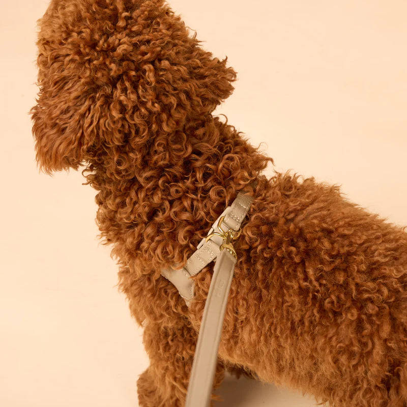 Pico Step-In Leather Harness — for Cavapoos, Cockapoos & Small Doodles