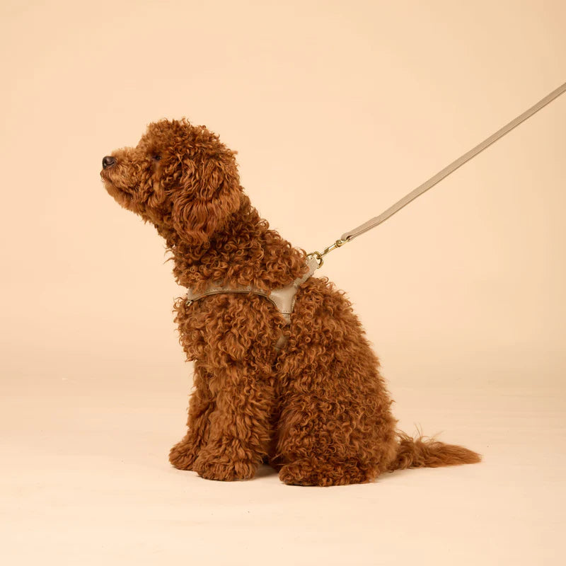Pico Step-In Leather Harness — for Cavapoos, Cockapoos & Small Doodles