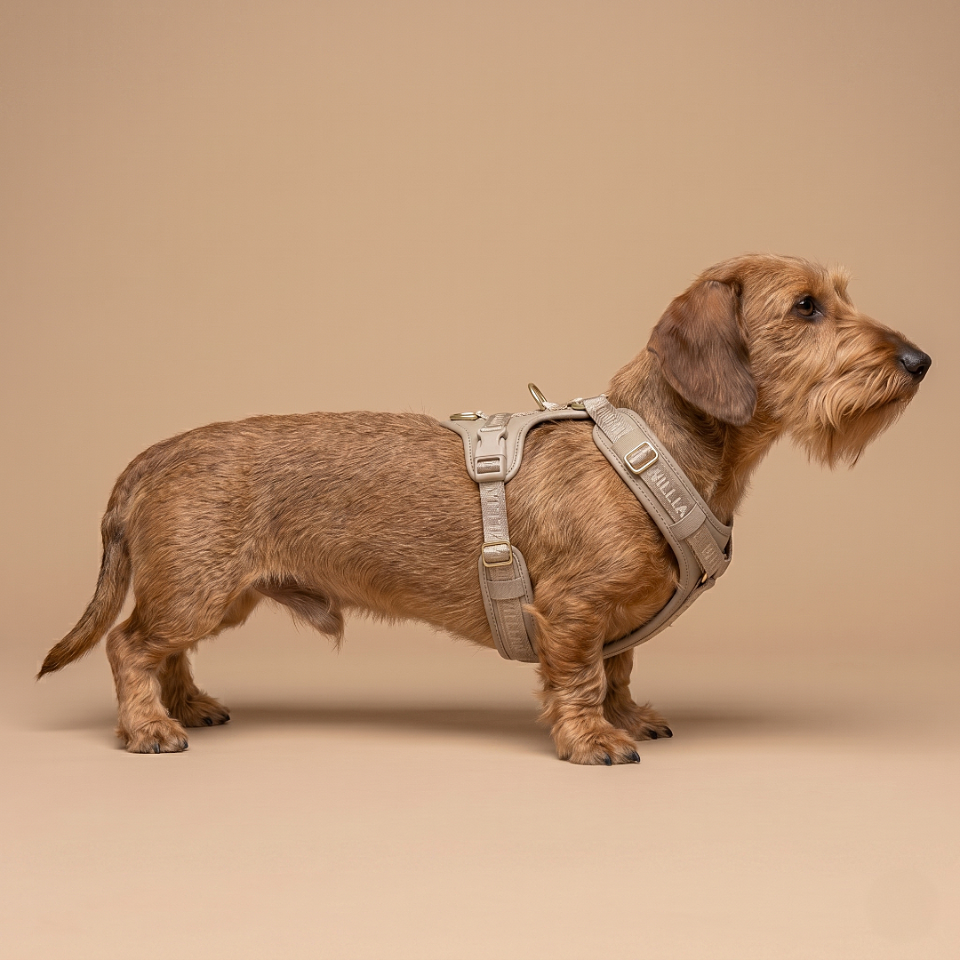 Plain Leather Y-Harness