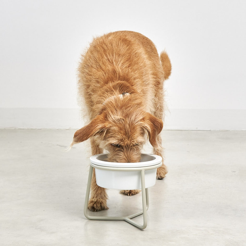 Pranzo Single Dog Feeder