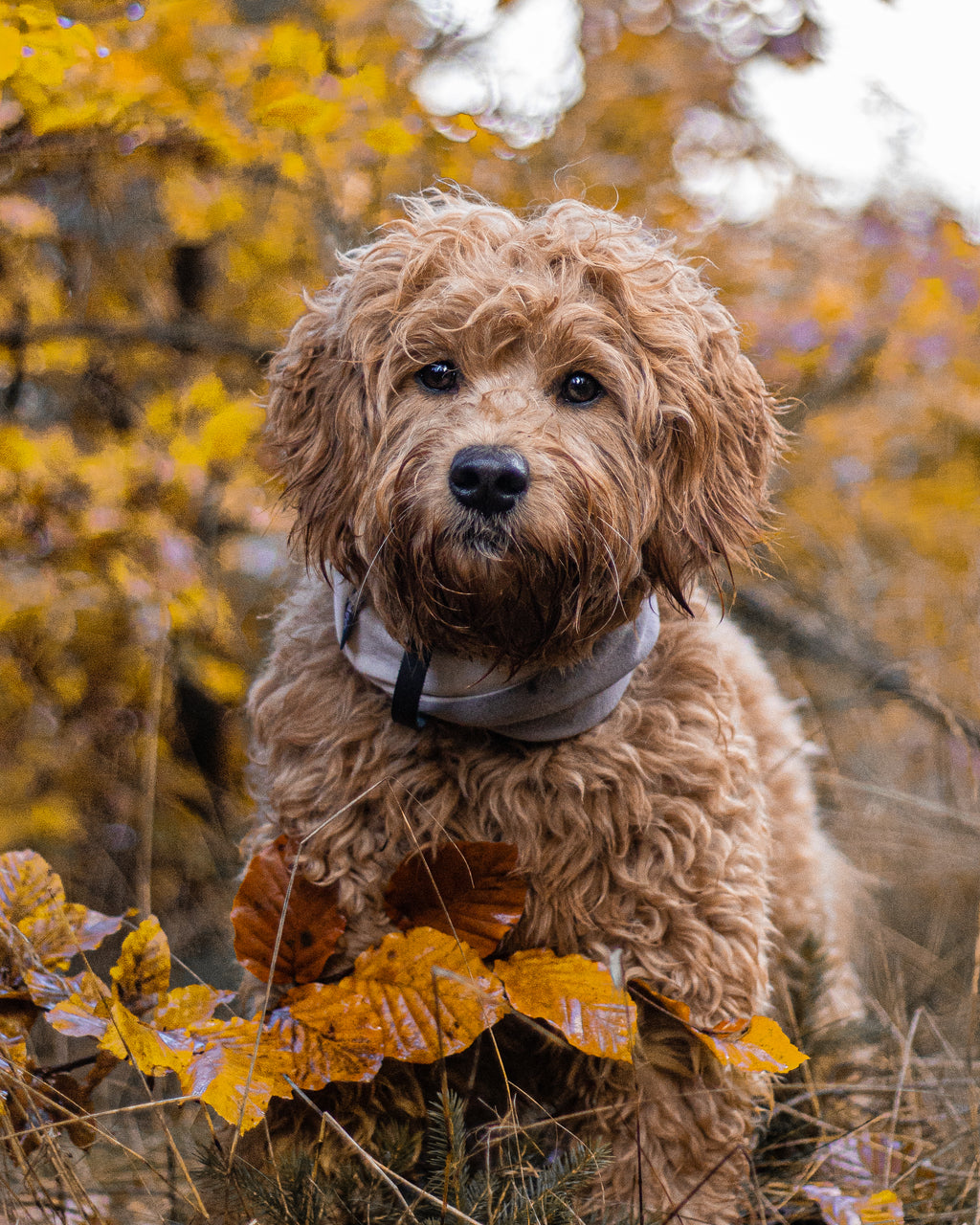 Simo Double-Layer Dog Neck Warmer