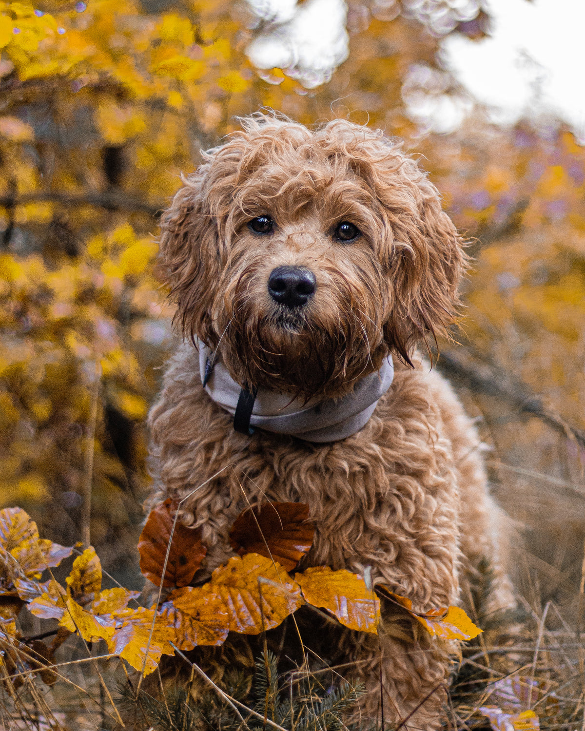 Simo Double-Layer Dog Neck Warmer