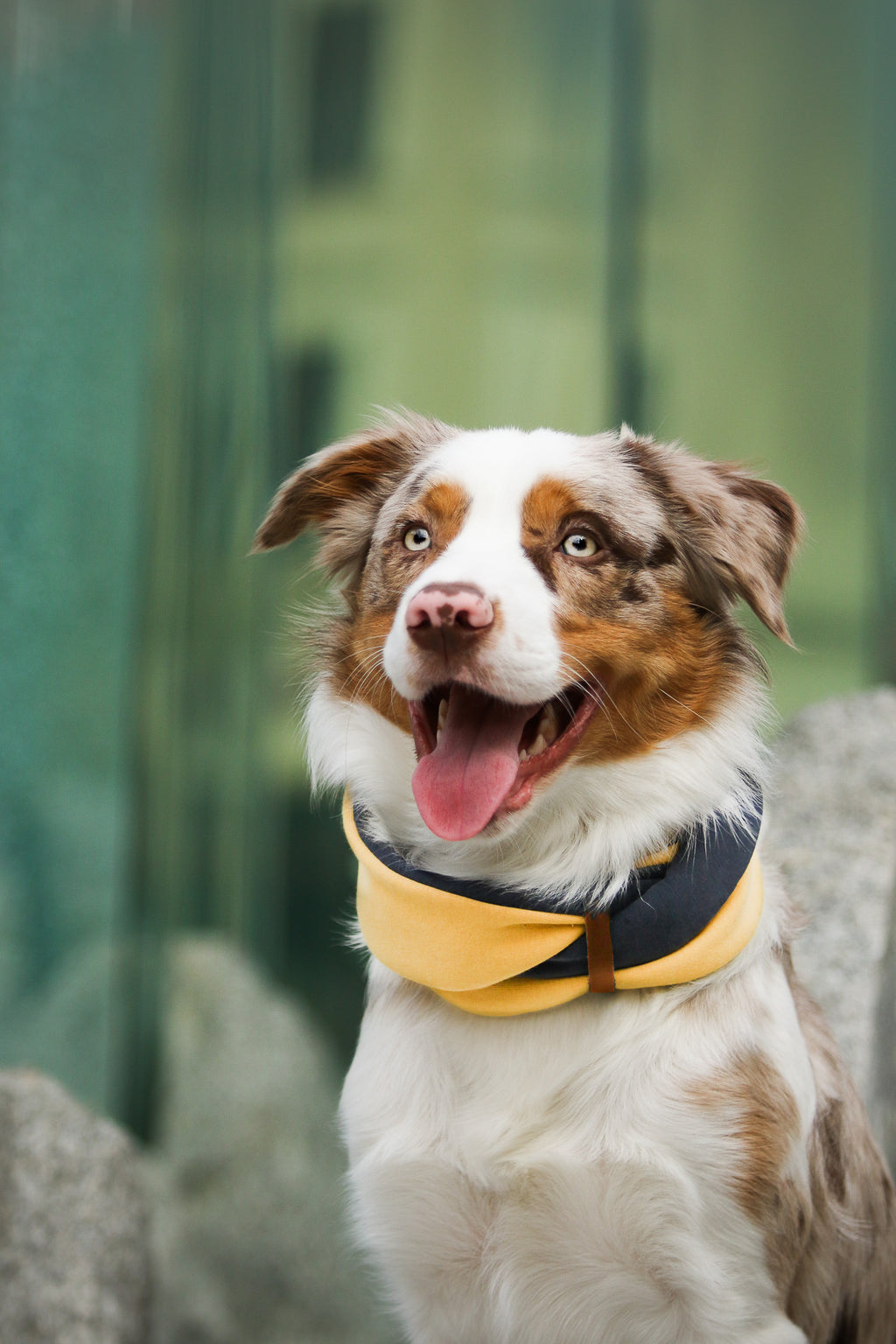 Simo Double-Layer Dog Neck Warmer