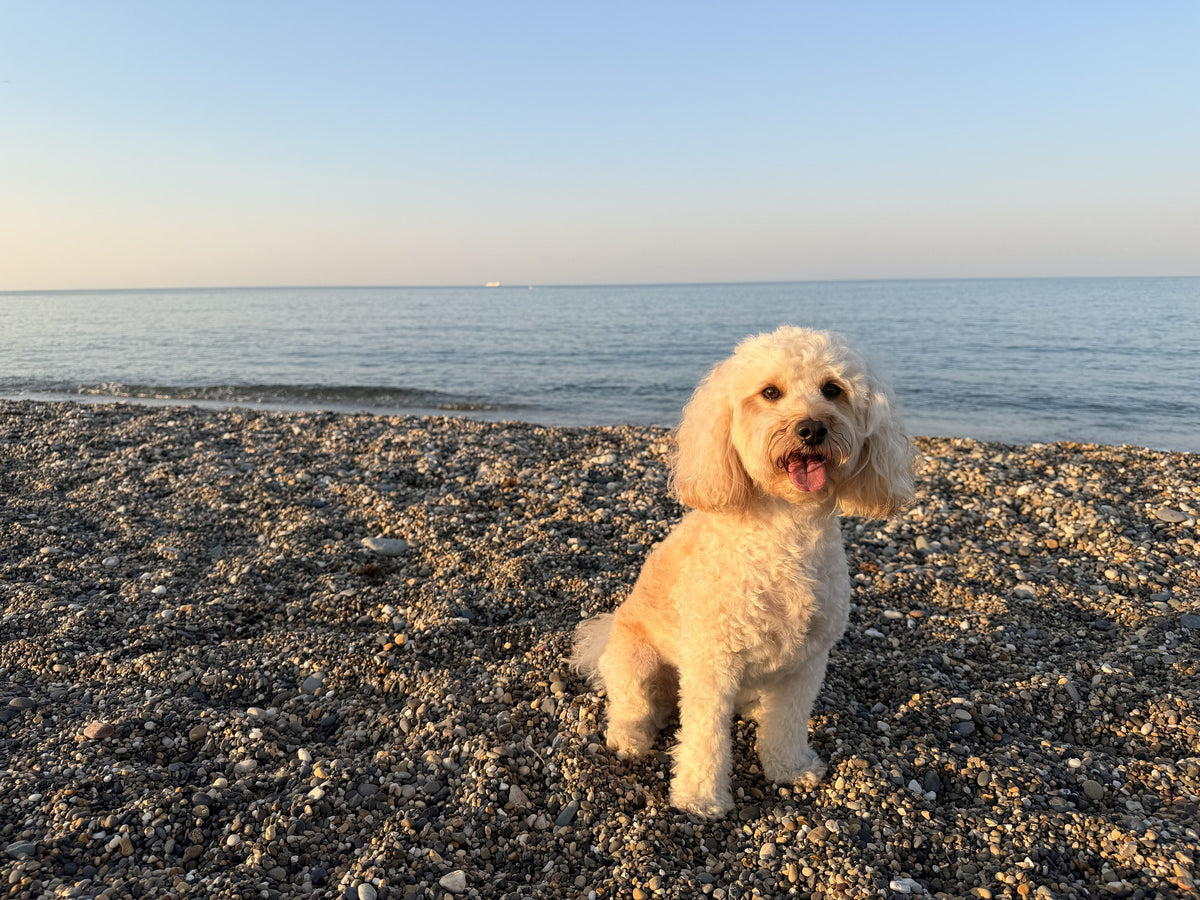 Bailey, a cream Cavapoo standing on a pebble beach by the sea.