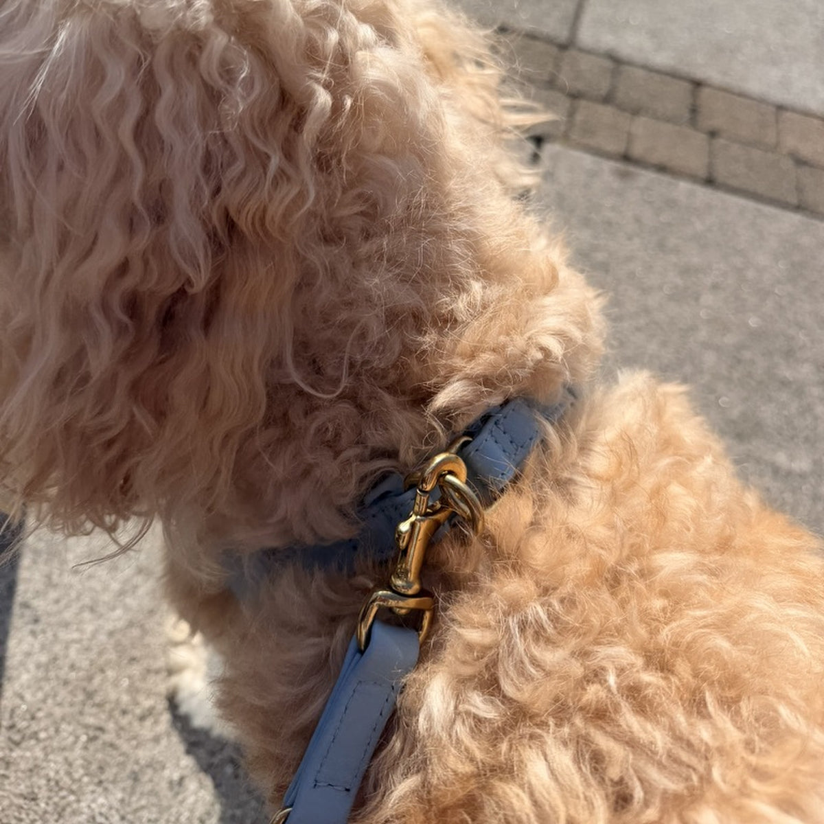 pico-harness-brass-detail → Solid brass hardware on Pico leather harness against a curly Cavapoo coat