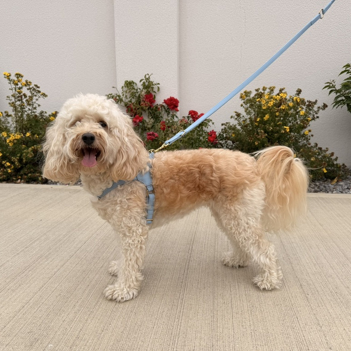 pico-harness-sky-cavapoo → Cavapoo wearing Pico step-in leather harness in Sky, size 3